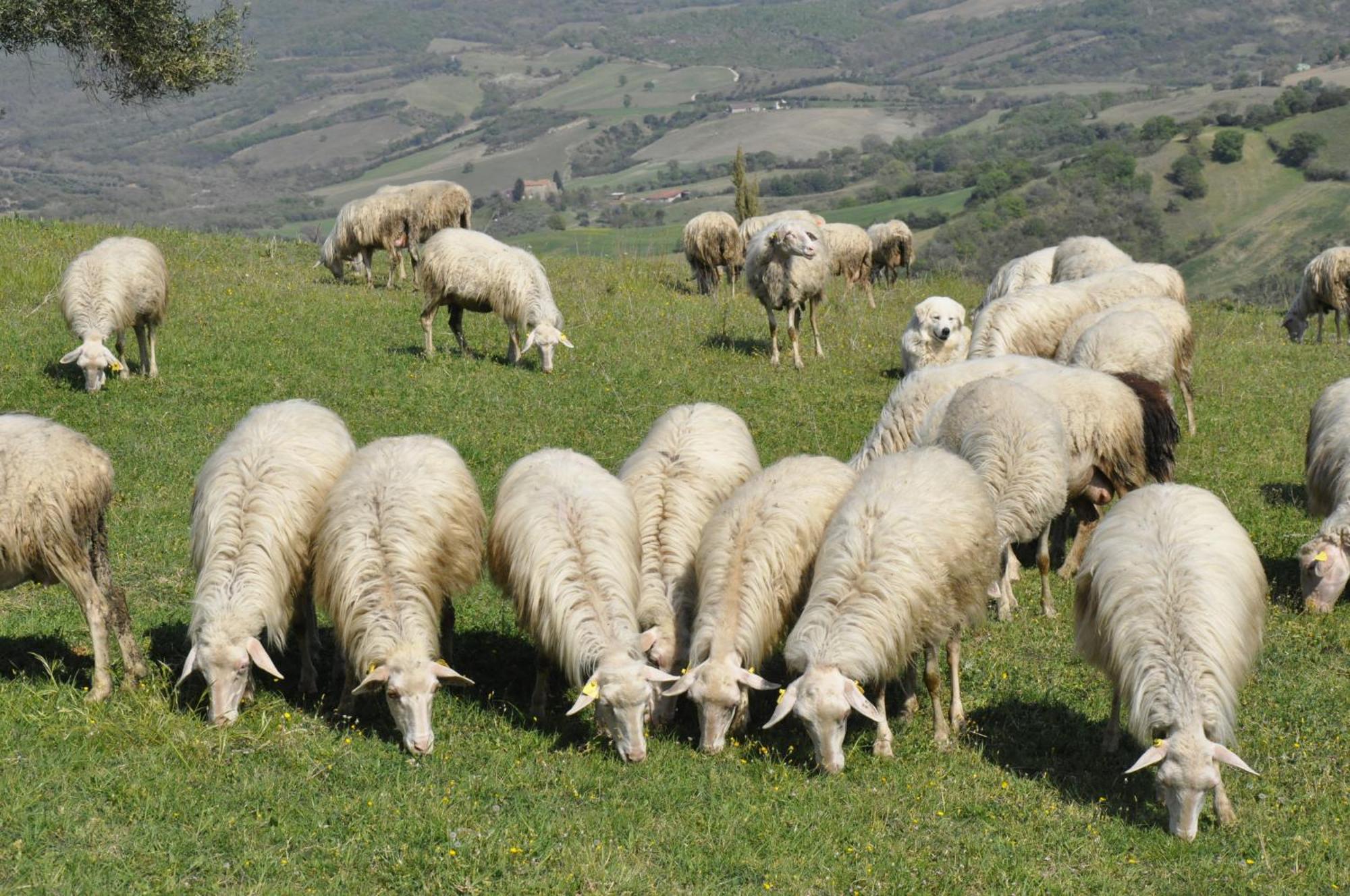 La Colombera In Toscana Roccalbegna Εξωτερικό φωτογραφία
